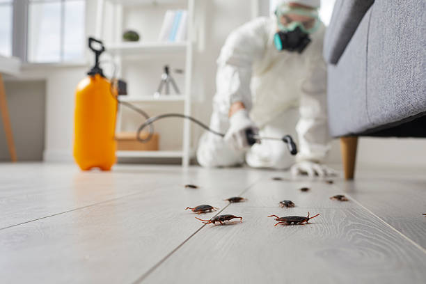Commercial Kitchen Cockroach Control in Roscoe